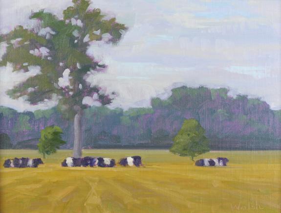 Belted Cows